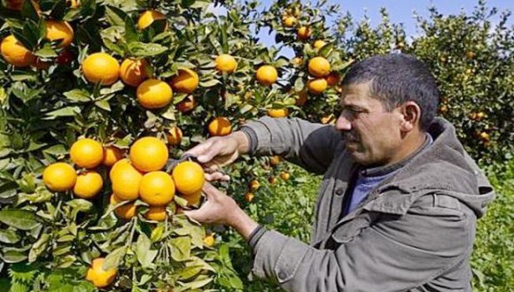 production d'agrumes