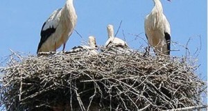 Installation de 140 nids artificiels et système anti-nids de cigognes