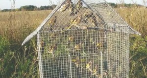 chardonnerets