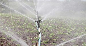 irrigation