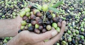 production d’olive