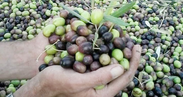production d’olive