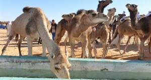 élevage de camelins