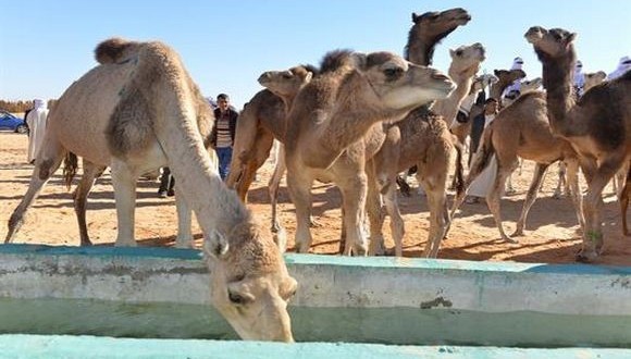 élevage de camelins
