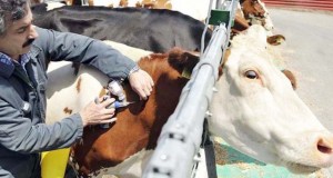 Vaccination de 8.700 bovins contre la fièvre aphteuse