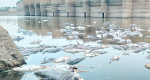 barrage de Djorf Ettorba (1)