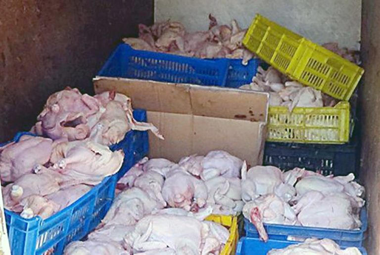 SAISIE DE PLUS DE 10 QUINTAUX DE VIANDES BLANCHES IMPROPRES À LA CONSOMMATION À ORAN : Quand la cupidité de certains met la vie d’autrui en danger