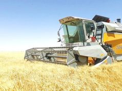 Boumerdes : Production prévisionnelle de près de 55.000 qx de céréales