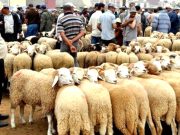 À L’INITIATIVE DES ÉLEVEURS DE DJELFA : Plan pour « sauver » la filière viandes