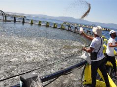 Aquaculture marine à Béjaïa : Un projet d’investissement en cours d’installation à Beni Ksila