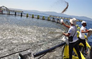 PÊCHE ET AQUACULTURE : L’Algérie et la FAO comptent lancer de nouveaux projets