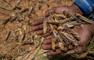 Pour faire face au danger du criquet pèlerin : Lancement d’opérations de surveillance à Tindouf