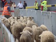 ACHEMINÉS À BORD D’UN AVION-CARGO : 400 moutons importés de Hongrie débarquent à Constantine