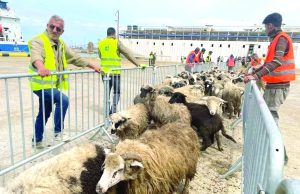IMPORTATION D’UN MILLION DE TÊTES À L’OCCASION DE L’AÏD EL-ADHA : Un mouton pour tous