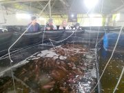 Chambre de la pêche et de l’aquaculture d’Oran : Signature de plusieurs conventions pour moderniser le secteur