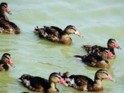 Aïn-Defla : Lâcher de 250 canards colverts et 150 faisans communs