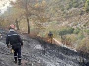 FEUX DE FORÊT : 14 incendies en 24h