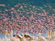 Aïn Defla : Plus de 1.300 oiseaux migrateurs aquatiques recensés en 2025