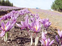 Souk Ahras : Journée d’étude consacrée à la culture du safran
