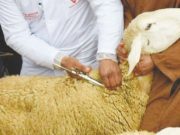 Chlef : 150.000 doses de vaccin pour protéger les ovins et caprins contre la peste des petits ruminants