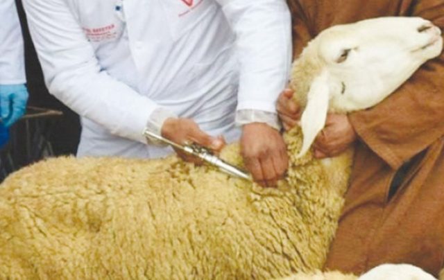 peste des petits ruminants