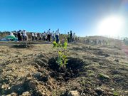 Dans le cadre de la campagne nationale de reboisement : Plantation de 12 000 arbustes sur 5 sites à Bordj Bou-Arréridj
