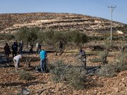 LES OLIVIERS DE BETHLÉEM EN CISJORDANIE OCCUPÉE ABATTUS : La mémoire palestinienne blessée, mais reste intacte