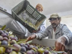 Bejaia : Une production prévisionnelle de plus de 800000 qx d’olives attendue