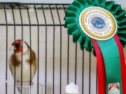 Concours du chardonneret élégant, ses hybrides et des oiseaux sauvages : La 1re édition mardi prochain à Constantine