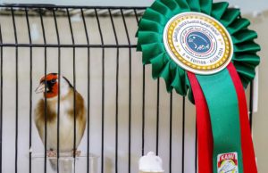 Concours du chardonneret élégant, ses hybrides et des oiseaux sauvages : La 1re édition mardi prochain à Constantine