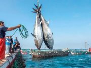 AVEC UNE AUGMENTATION DE 437 TONNES PAR AN : L’Algérie récupère sa part de thon rouge
