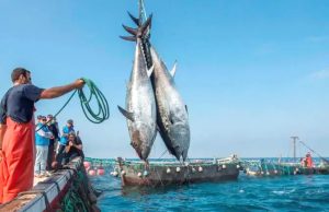 AVEC UNE AUGMENTATION DE 437 TONNES PAR AN : L’Algérie récupère sa part de thon rouge