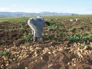 SECTEUR AGRICOLE : Une loi pour en finir avec les tracasseries du foncier