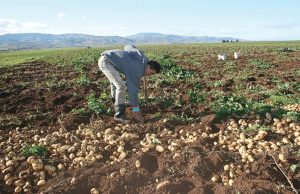 SECTEUR AGRICOLE : Une loi pour en finir avec les tracasseries du foncier