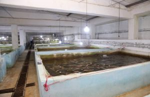 Sidi Bel-Abbes : Nette amélioration de la production halieutique