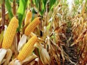 Culture de mais : Une moisson de plus de 220.000 quintaux attendue cette saison à Timimoun