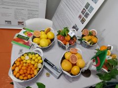 Blida : Le Salon régional des agrumes les 14 et 15 janvier