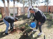 POUR UNE ALGÉRIE PLUS VERTE ET PLUS DURABLE : 5 millions d’arbres à planter samedi prochain