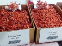 Saisie de 1,6 kg de corail rouge brut et arrestation d’un individu à El Kala (El Tarf)