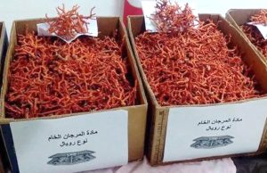 Saisie de 1,6 kg de corail rouge brut et arrestation d’un individu à El Kala (El Tarf)