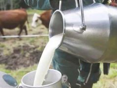 Boumerdès : Production de plus de 36 millions de litres de lait frais en 2025