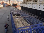 AÏD EL-ADHA : Les opérations d’importation de moutons se poursuivront jusqu’au 20 mai