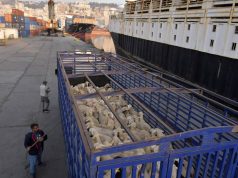 AÏD EL ADHA : L’opération de réception des moutons importés se poursuit