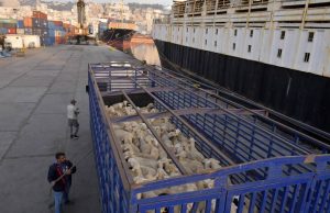 AÏD EL-ADHA : Les opérations d’importation de moutons se poursuivront jusqu’au 20 mai