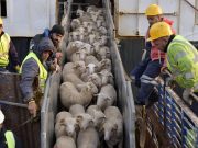 EN PRÉVISION DE L’AÏD EL-ADHA : 12.350 têtes livrées au port d’Alger