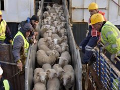 MOUTONS DE L’AÏD EL-ADHA : Plus de 900 000 têtes importées