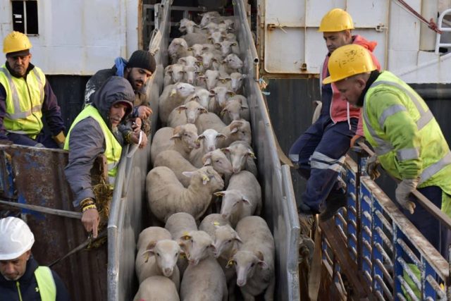 Moutons