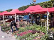 Blida : Ouverture des floralies avec la participation de près de 70 exposants