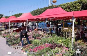 Blida : Ouverture des floralies avec la participation de près de 70 exposants