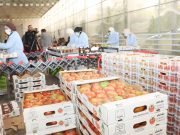 El-Meghaïer : Exportation de 80 tonnes de tomate vers l’Espagne
